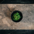 Goma Wakame